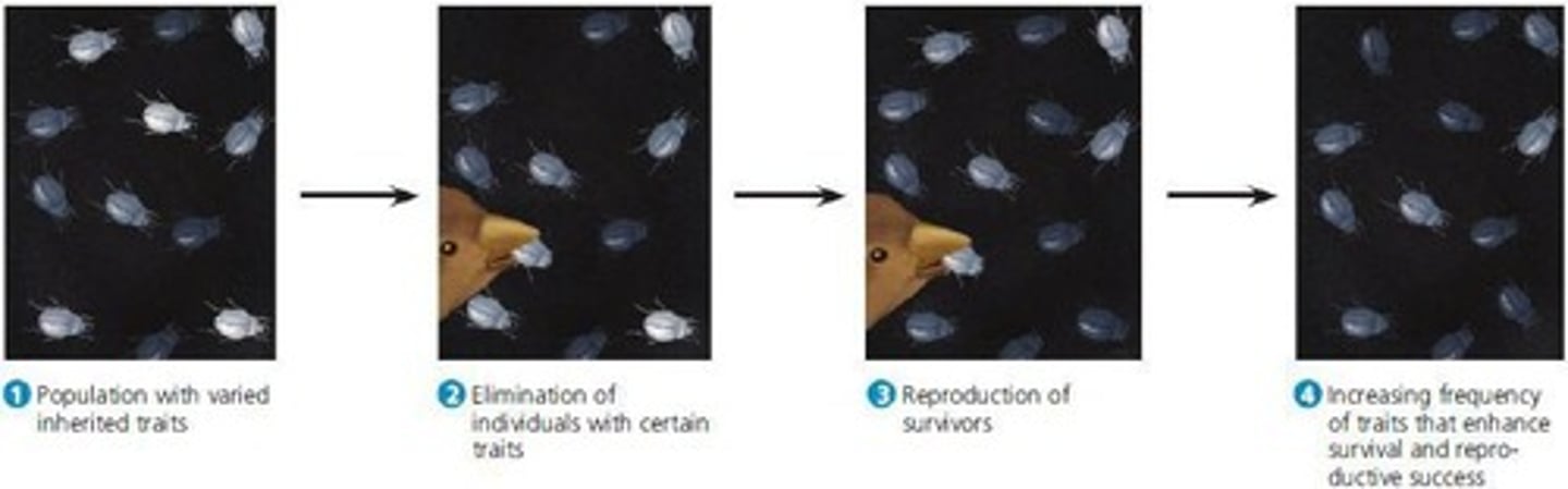 <p>Populations adapt to their environment through the differing reproductive success of varying individuals.</p>