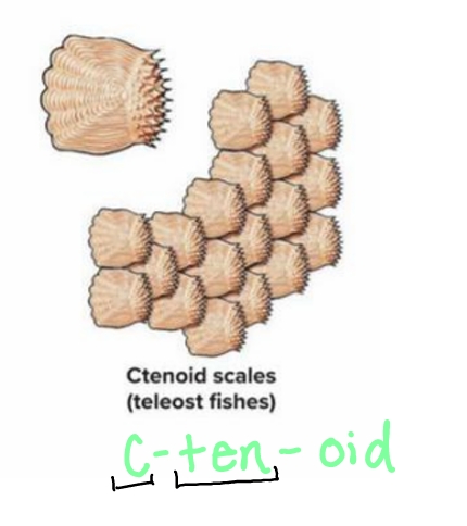 <p>Thin and flexible scales with jagged/spiny edges in overlapping rows, found in teleost fishes.</p>