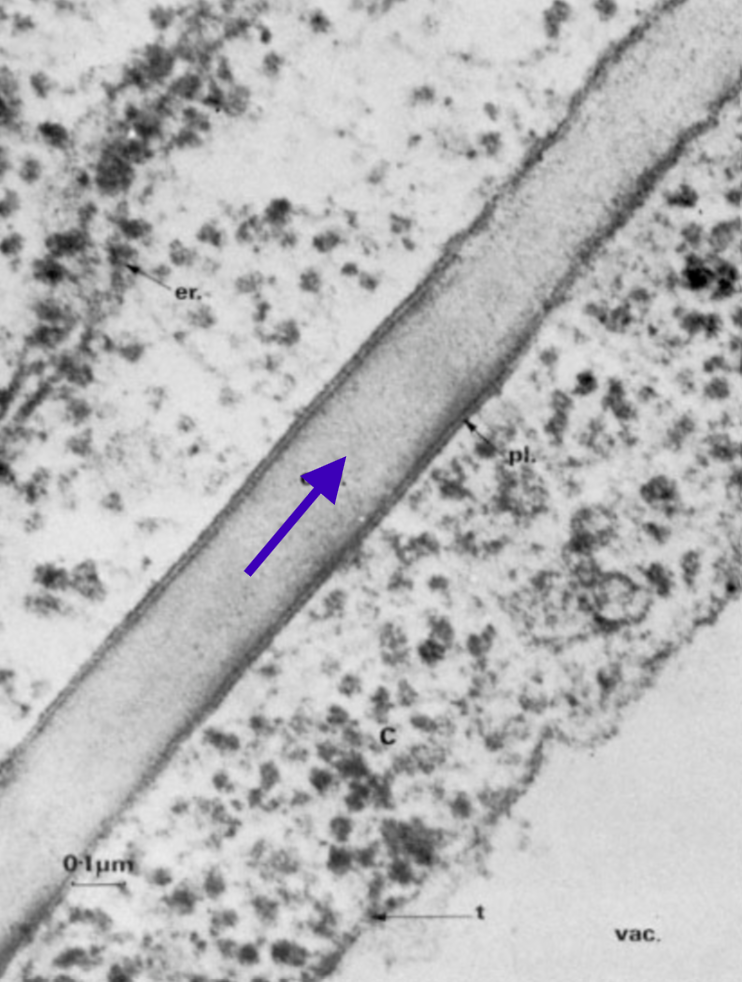 term image