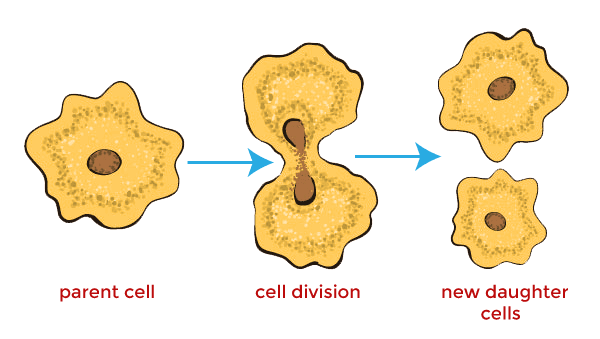 <p>Asexual reproduction</p>