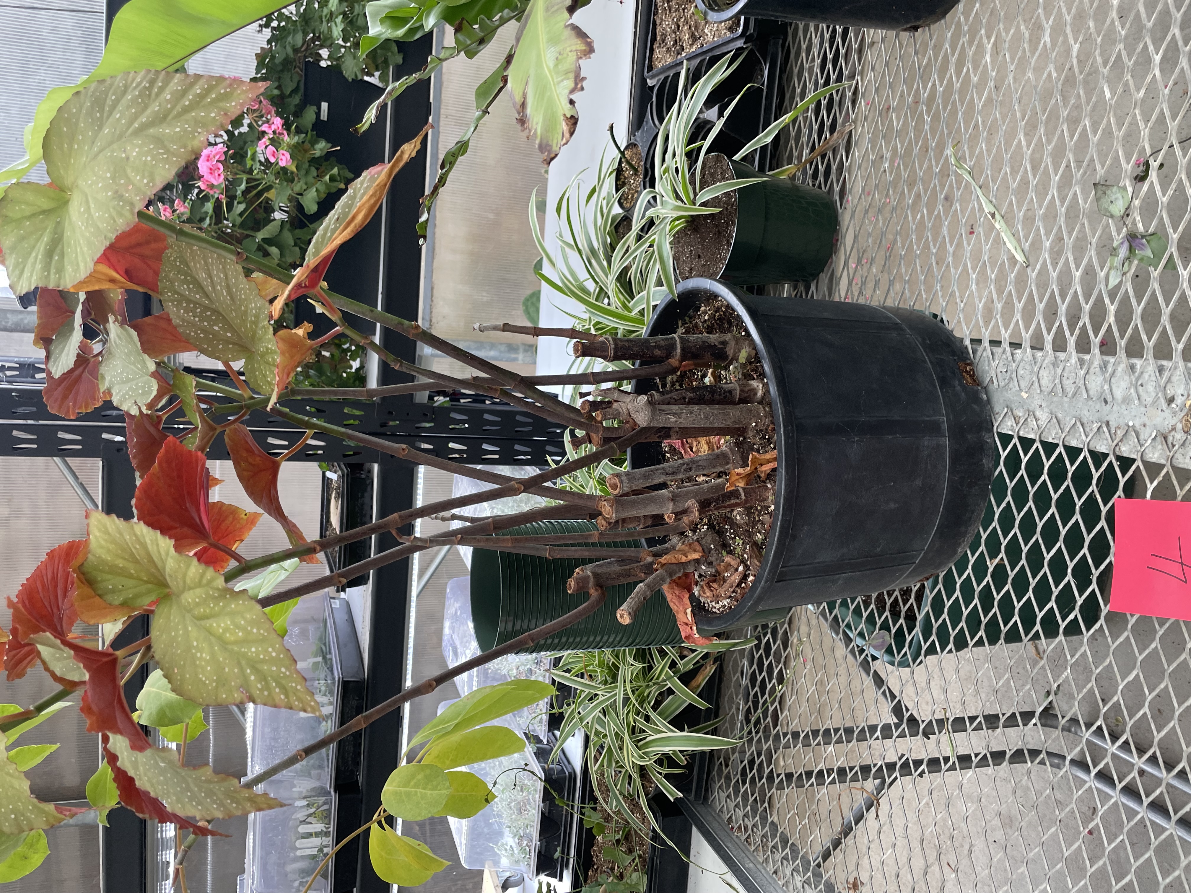 <p>Trout Leaf Begonia</p>