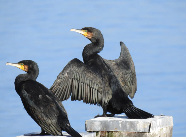 knowt flashcard image