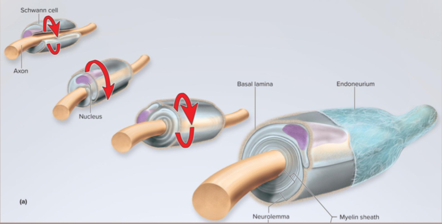<p>Schwann cell</p>