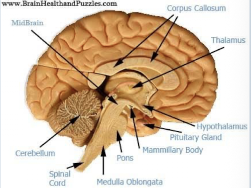 <p>Photo of the brain</p>