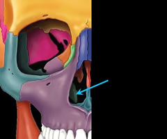<p>form part of lateral walls of nasal cavity</p>