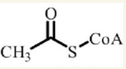 <ul><li><p>it’s central to generating energy from any dietary source</p></li></ul><p></p>