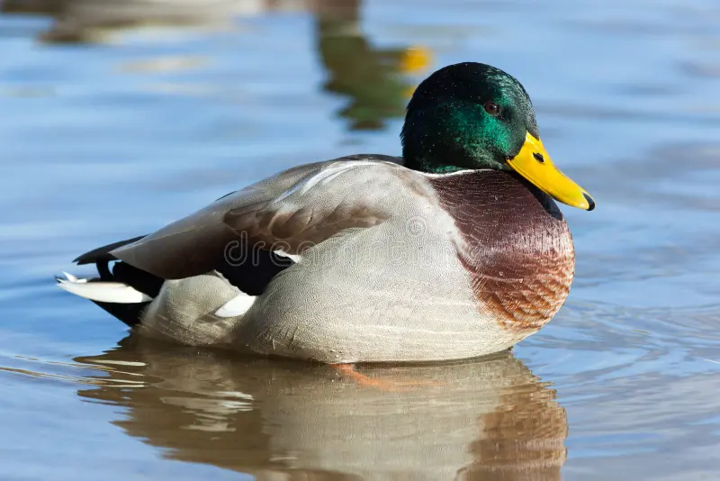 <p>Mallard</p>