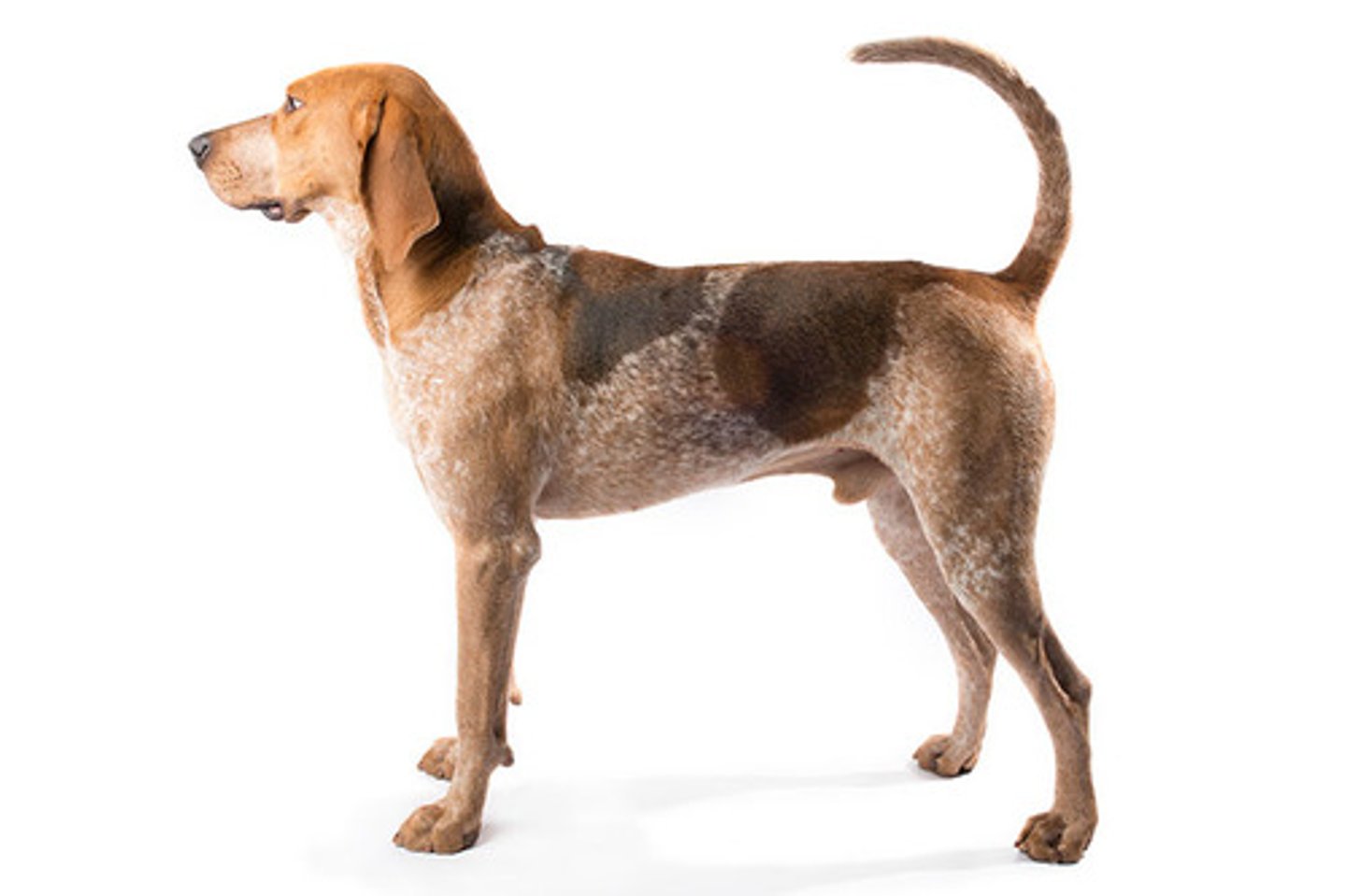 <p>Sweet, Mellow, Sociable</p><p>AKC Breed Popularity: Ranks 170 of 194</p><p>Height: 24-26 inches (male), 23-25 inches (female)</p><p>Weight: 45-65 pounds</p><p>Life Expectancy: 11-12 years</p><p>Group: Hound Group</p>