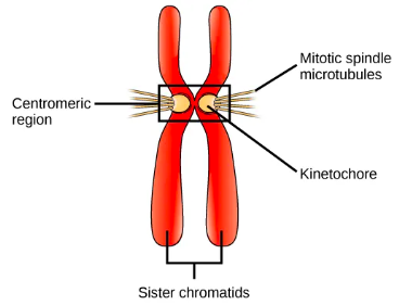 <p>a complex of proteins positioned at the centromere</p>