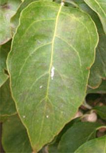 <p>Leaf Shape</p>