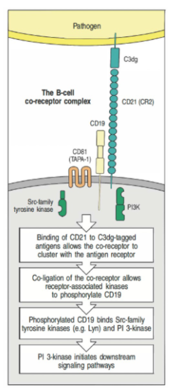 <ul><li><p>The B cell co-receptor complex (CD21, CD19, CD81) enhances BCR signaling.</p></li><li><p>CD21 binds C3dg-tagged antigens, clustering with the BCR.</p></li><li><p>Co-ligation enables Src-family kinases to phosphorylate CD19, recruiting PI3-kinase for downstream signaling.</p></li></ul><p></p>