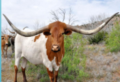 <ul><li><p><span>Descendants of the first cattle</span><br><span>brought to the New World.</span></p></li><li><p><span style="color: rgb(0, 0, 0);">Have a natural resistance to many<br>diseases and parasites that infect<br>herds of other breeds.</span></p></li><li><p><span style="color: rgb(0, 0, 0);"> Known for its characteristic horns<br>which can extend to over 7 ft.</span></p></li><li><p><span style="color: rgb(0, 0, 0);">Hardy animals – heat and drought<br>tolerant – low maintenance.</span></p></li><li><p><span style="color: rgb(0, 0, 0);">Produce exceptionally lean meat.</span></p></li><li><p><span style="color: rgb(0, 0, 0);">Commercial ranchers cross breed<br>longhorns with other breeds for<br>increasing vigor and ease of calving.</span></p></li><li><p><span style="color: rgb(0, 0, 0);">Color: diverse, can be any color or<br>mix of colors; dark red and white are<br>the most dominant.</span></p></li></ul><p></p>