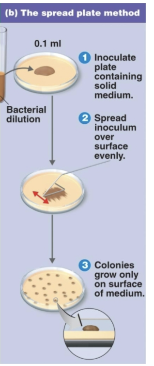 <ul><li><p><strong>dilution</strong> spread on agar surface;</p></li><li><p>colonies grow <strong>only on surface</strong>.</p></li></ul><p></p>