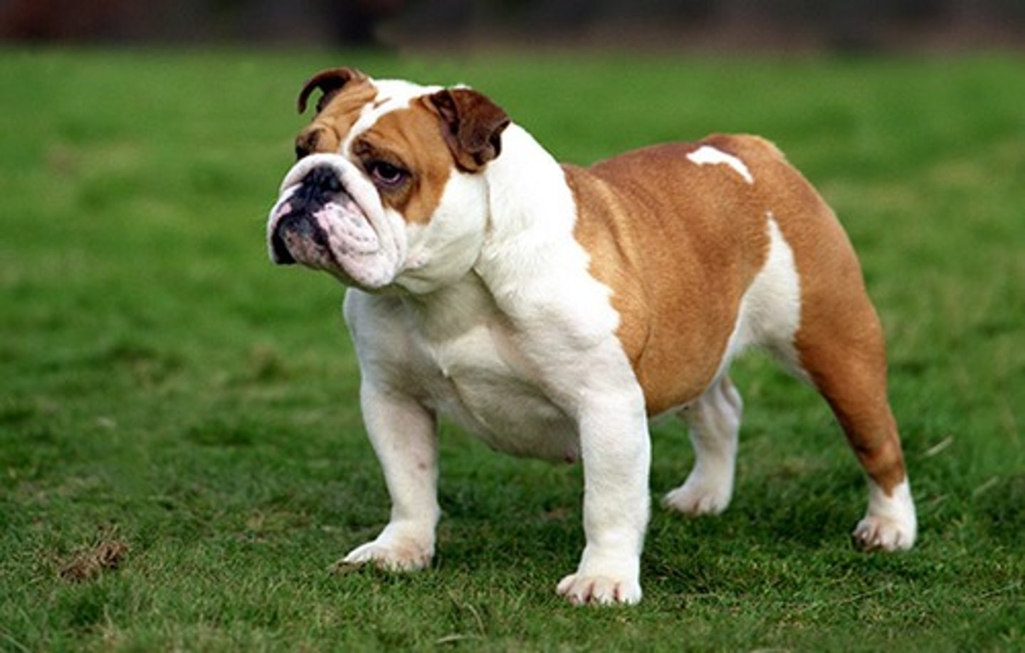<p>What breed is this? What was it developed for? What are two visual characteristics?</p>