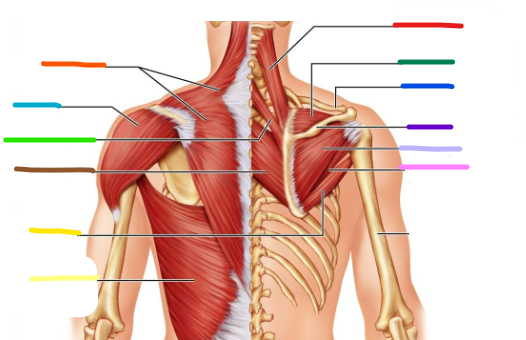 <p>green name, origin, insertion, action</p>