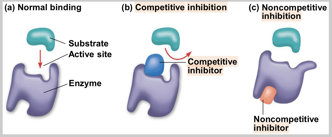 <p>bind to the active site of an enzyme, competing with the substrate</p>