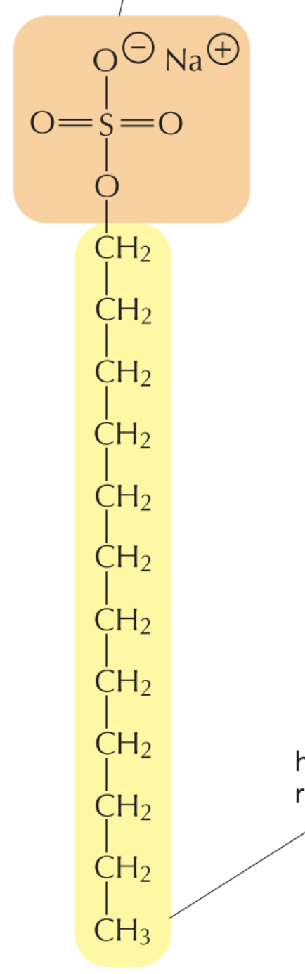 <ul><li><p>Strong ionic detergen</p></li><li><p>has a ionized or charged gropu at hydrophillic or dark gold</p></li><li><p>unfolds proteins and disassembles </p></li></ul><p></p>