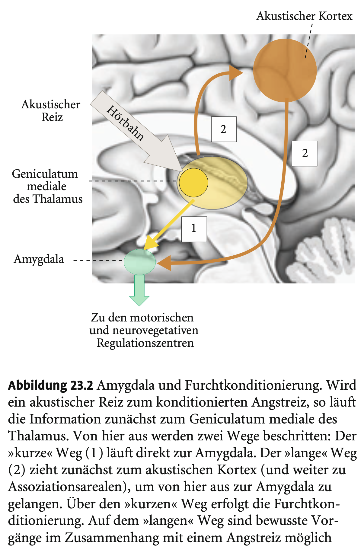 <p><span data-name="brain" data-type="emoji">🧠</span><span><strong>&nbsp;Neuronale Abläufe bei der Furchtkonditionierung (nach LeDoux)</strong></span></p><p>&nbsp;</p><p>&nbsp;</p><ol type="1"><li><p><span><strong>Reizverarbeitung über den Thalamus</strong></span></p></li></ol><p>&nbsp;</p><ul><li><p><span><strong>Akustischer Reiz</strong> wird im <strong>Corpus geniculatum mediale</strong> (Thalamus) verarbeitet.</span></p></li><li><p><span>Von dort führen <strong>direkte Fasern zur Amygdala</strong>.</span></p></li><li><p><span>Wird diese Verbindung <strong>unterbrochen</strong>, ist <strong>Furchtkonditionierung unmöglich</strong>.</span></p></li></ul><p>&nbsp;</p><p>&nbsp;</p><ol start="2"><li><p><span><strong>Keine Beteiligung des akustischen Kortex</strong></span></p></li></ol><p>&nbsp;</p><ul><li><p><span>Die <strong>Verbindung Thalamus → akustischer Kortex → Amygdala</strong> ist <strong>nicht notwendig</strong> für Furchtkonditionierung.</span></p></li><li><p><span>Funktion des Kortex: liefert <strong>detaillierte Reizmerkmale</strong> an die Amygdala (→ Feinabstimmung, nicht Basiskonditionierung).</span></p></li></ul><p>&nbsp;</p><p>&nbsp;</p><ol start="3"><li><p><span><strong>Output der Amygdala</strong></span></p></li></ol><p>&nbsp;</p><ul><li><p><span><strong>Periaquäduktales Grau</strong> (Mittelhirn):<br>→ Aktiviert <strong>Freezing-Reaktion</strong></span></p></li></ul><p>&nbsp;</p><ul><li><p><span><strong>Hypothalamus</strong>:<br>→ Vermittelt <strong>vegetative Begleitreaktionen</strong> (z. B. Herzrate, Schwitzen)</span></p></li></ul><p></p>