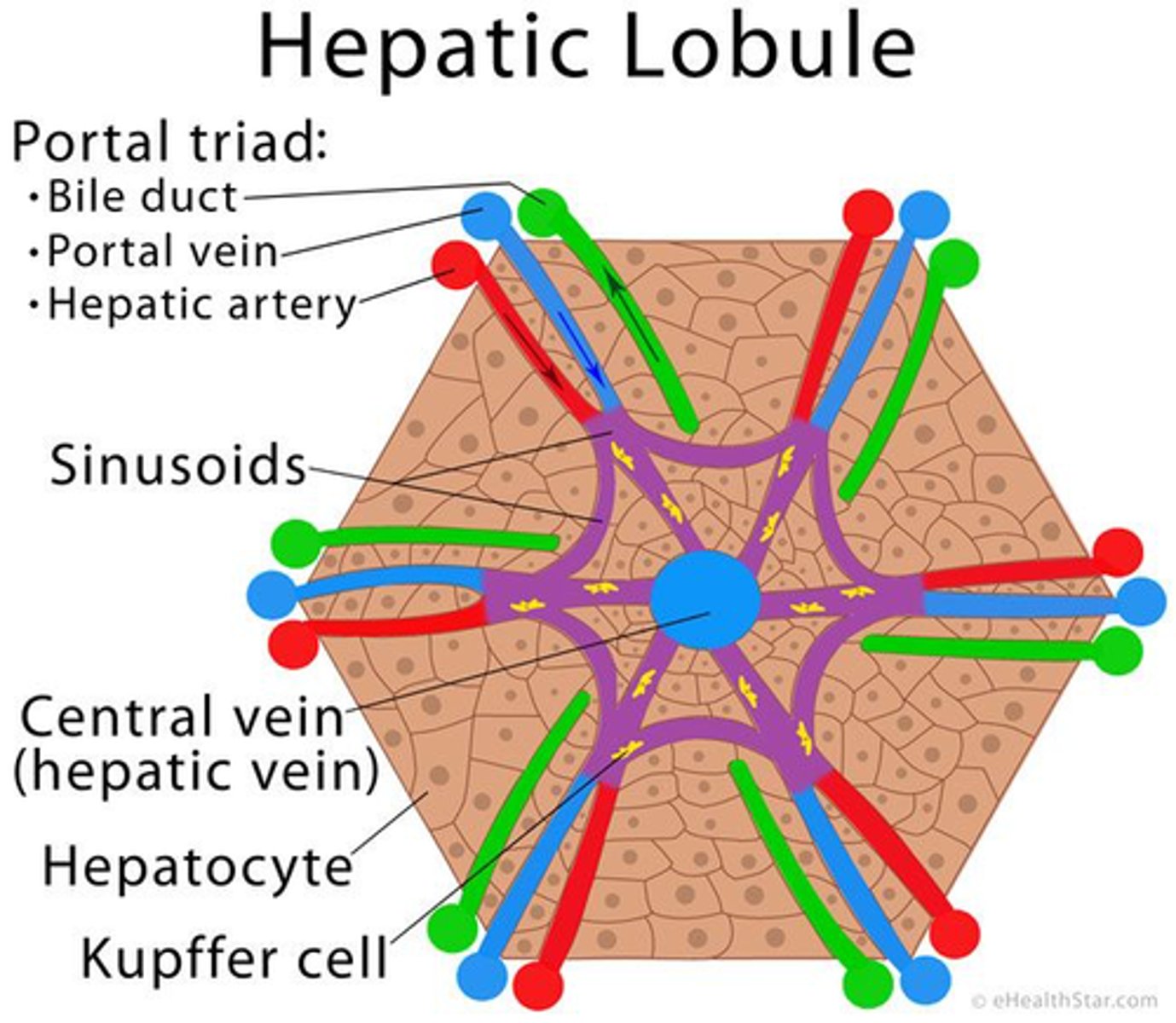 <p>1. Draw a Hexagon:Represent the shape of the liver lobule.</p><p>2. Mark the Corners: Place dots or small circles at each corner of the hexagon to indicate the location of the portal tracts.</p><p>3. Portal Tracts: At each corner dot, draw a small branching figure to symbolize the portal tracts. Label them "Portal Tract".</p><p>4. Add Arrows from Portal Tracts: From each portal tract, draw arrows inward, signifying the direction of blood flow towards the center of the hexagon.</p><p>5. Central Vein: In the center of the hexagon, draw a larger circle or cylinder and label it "Central Vein".</p><p>6. Arrows Toward Central Vein: The arrows from the portal tracts should converge at the central vein, illustrating the path of the blood flow.</p><p>7. Hepatocytes: Between the paths of the arrows, fill the space with dots or small cells to represent the hepatocytes through which the blood passes.</p>