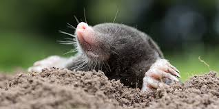 <p>moles, desmans</p><ul><li><p><span style="background-color: transparent;"><span>Fusiform bodies, short strong limbs, short smooth fur. Ears and eyes reduced or absent. Have keeled sternum and mechanosensory organs on nose.&nbsp;</span></span></p></li><li><p><span style="background-color: transparent;"><span>Extensive underground tunnel network. Are aquatic, terrestrial, or entirely fossorial. Some use echolocation.</span></span></p></li></ul><p></p>