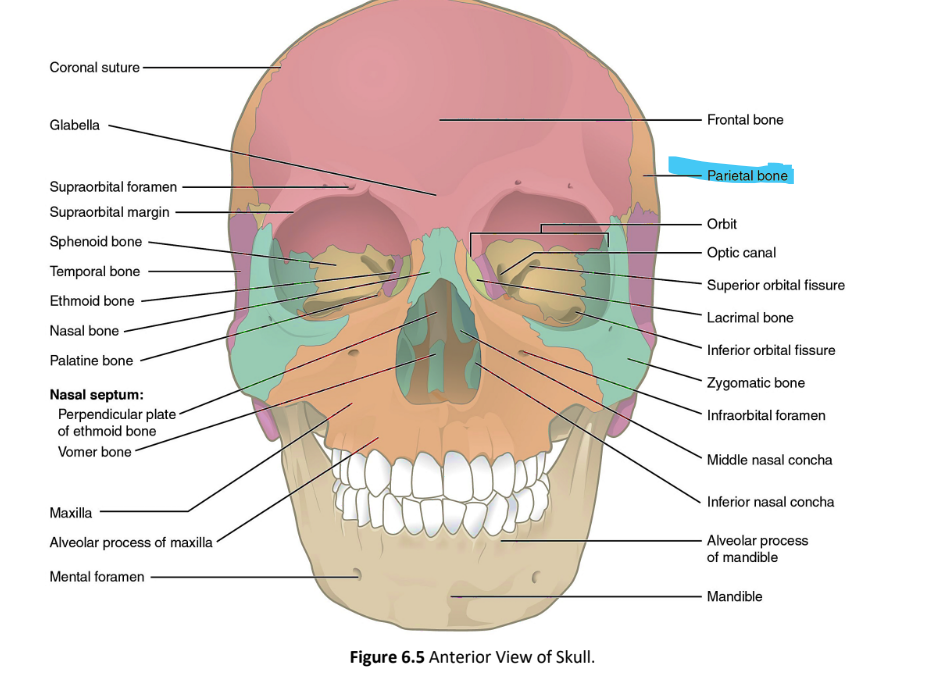<p>parietal bone</p>