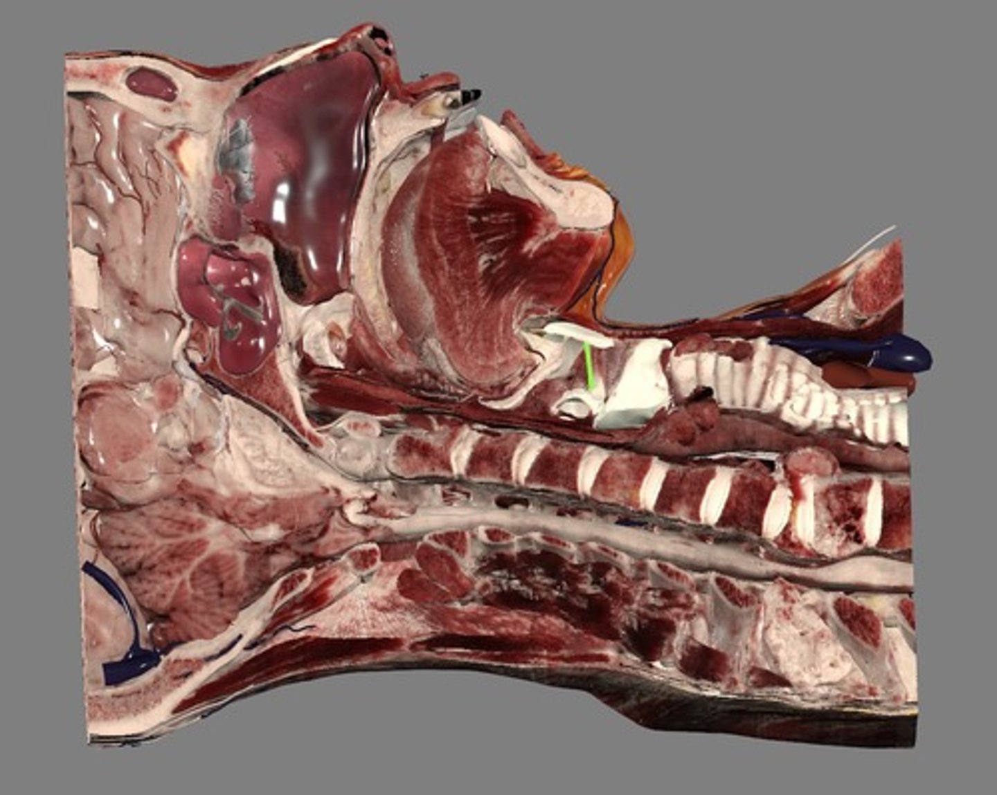 knowt flashcard image