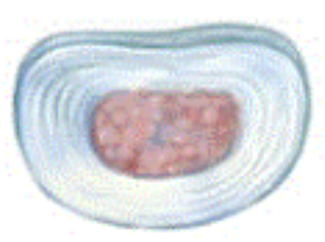 <p>jelly-like interior </p>