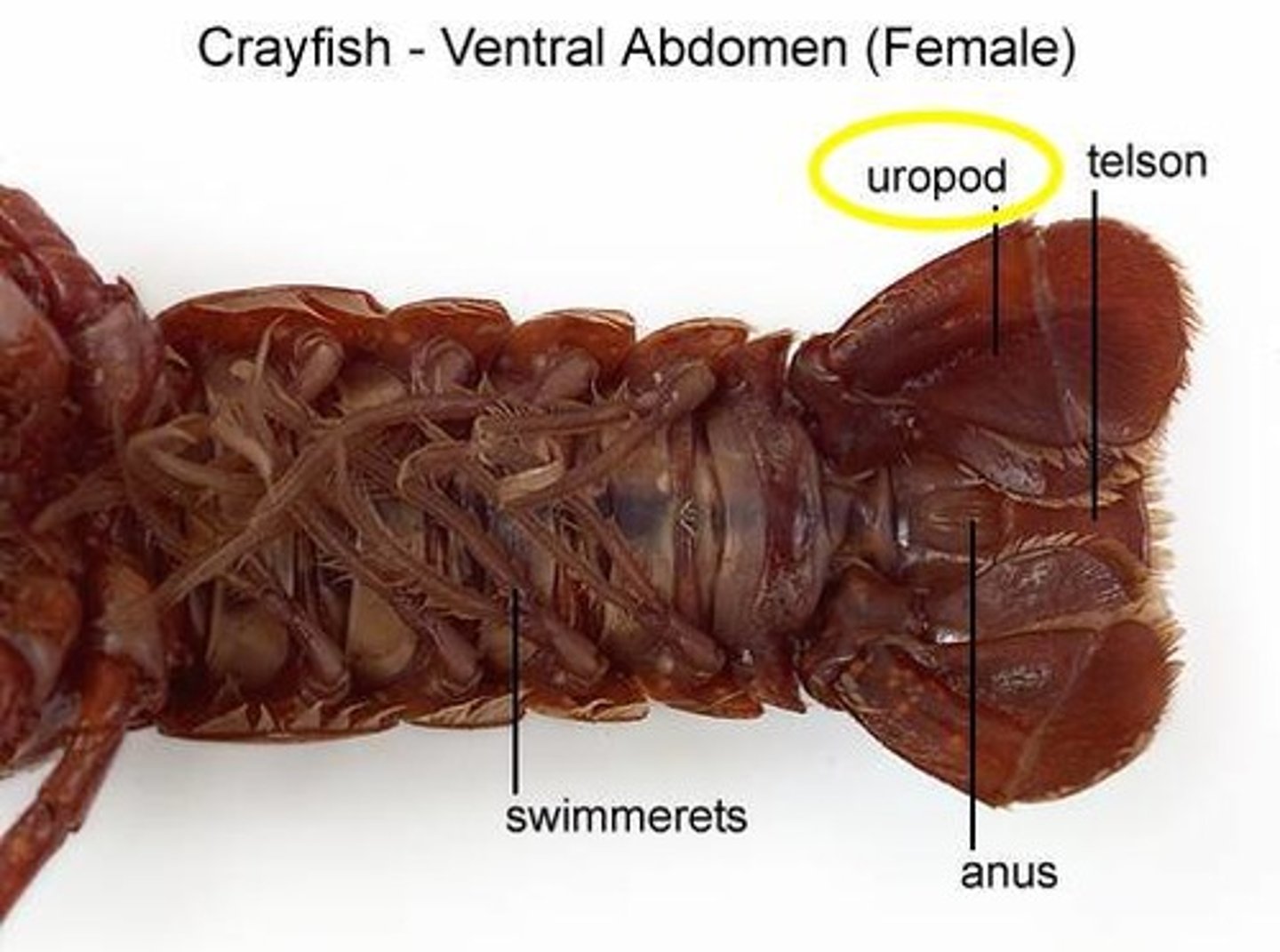 <p>appendages located on tail that are flat structures which help the cray fish swim</p>