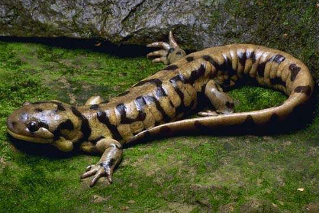 <p>tiger salamander</p>
