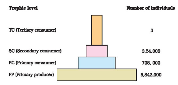 <p><span>an ecological diagram that shows the number of individual organisms at each trophic level in an ecosystem</span></p>