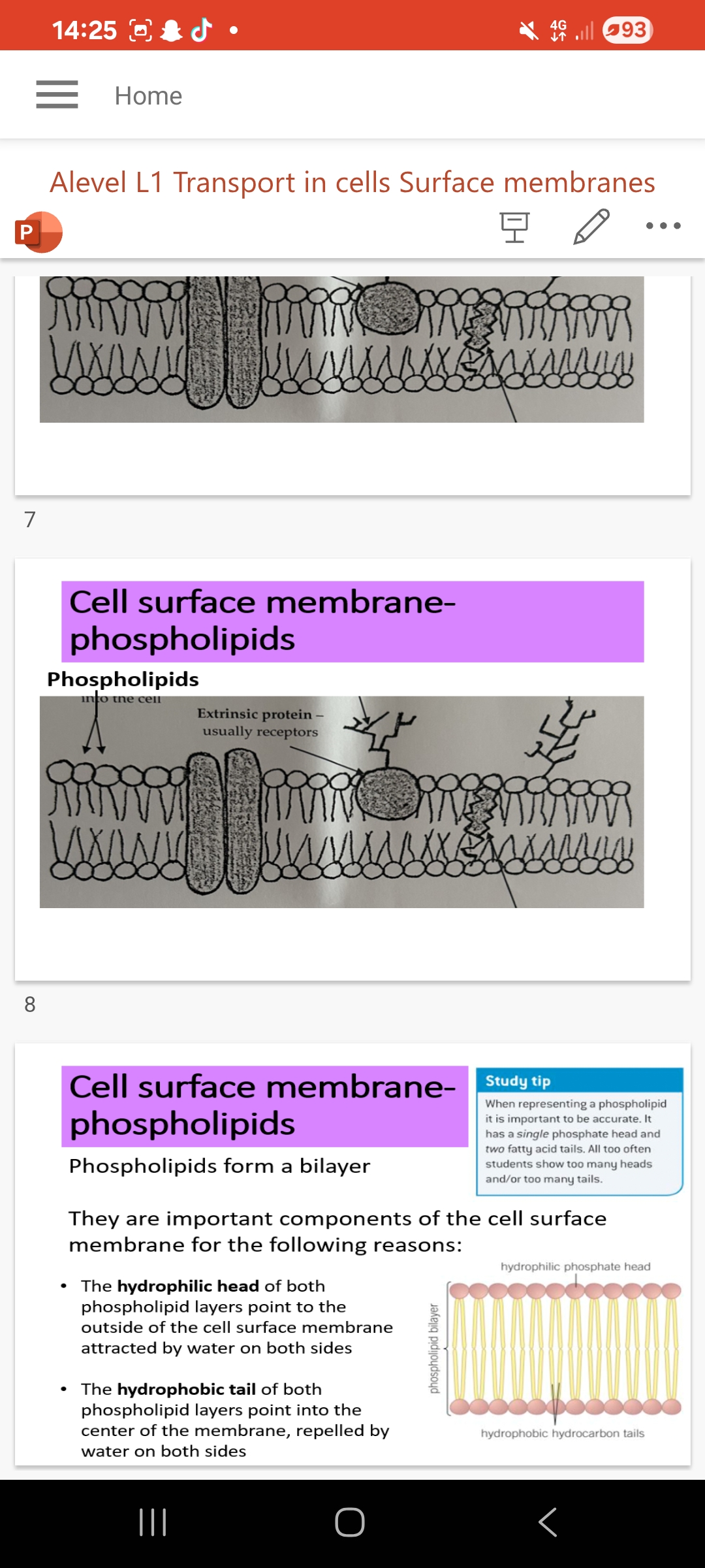 <p>Phospholipids form a bilayer</p><p class="is-empty is-editor-empty has-focus">They are important components of the cell surface membrane for the following reasons:</p><p class="is-empty is-editor-empty has-focus">• The hydrophilic head of both phospholipid layers point to the …1? of the cell surface membrane attracted by water on both sides</p><p class="is-empty is-editor-empty has-focus">. The hydrophobic tail of both phospholipid layers point into the …2? of the membrane, repelled by water on both sides</p><p class="is-editor-empty has-focus"></p><p class="is-empty is-editor-empty has-focus">Info:Lipid soluble material move through the membrane via the phospholipid portion.</p><p class="is-editor-empty has-focus">3.Name 3 functions of phospholipids in the membrane</p>