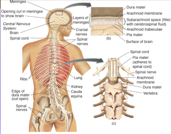 The Nervous System and Protections of the Nervous System