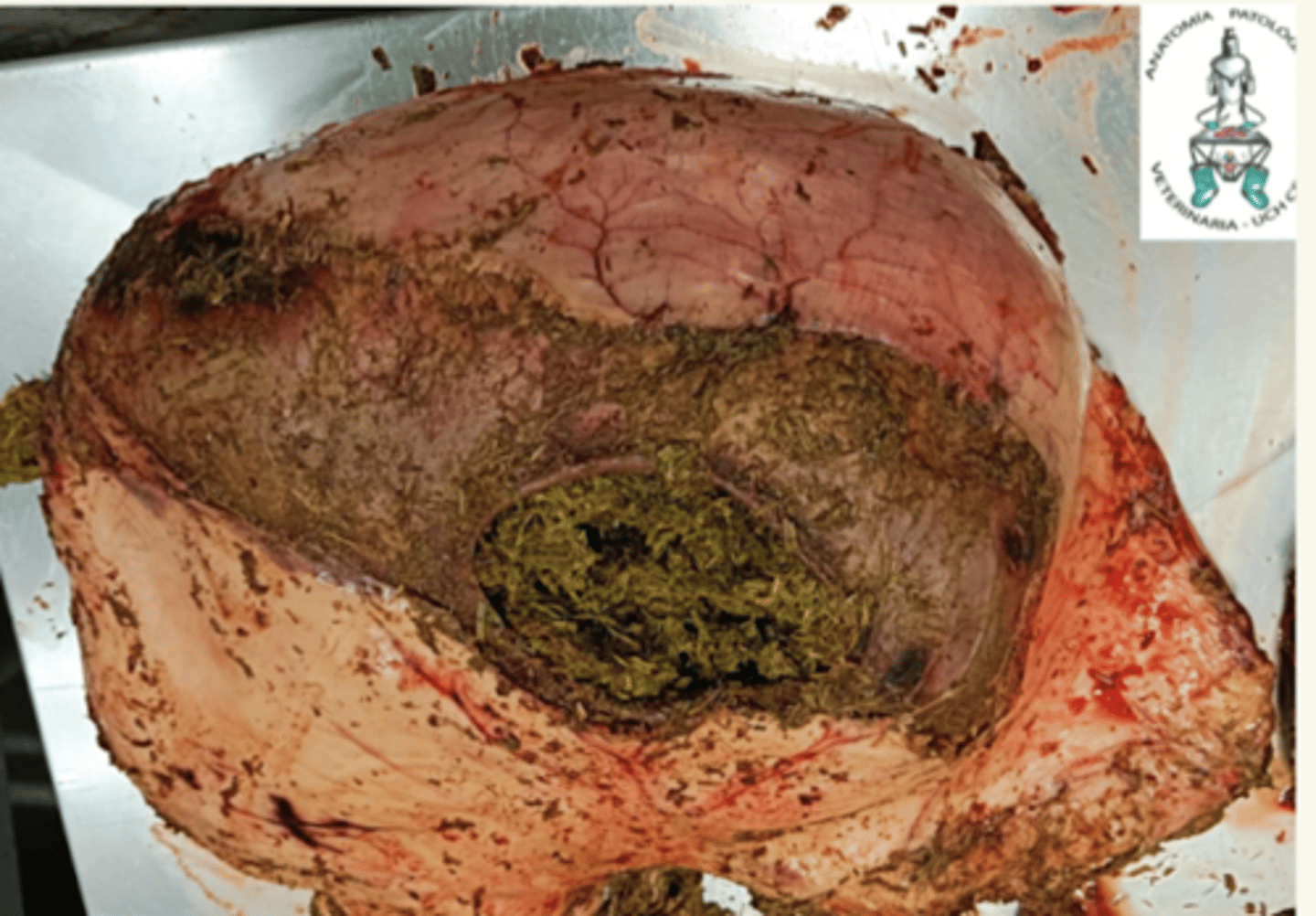 <p>¿rotura gástrica ante o post mortem?</p>