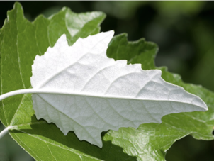 <p>dark top white bottom</p><p>catkins</p>