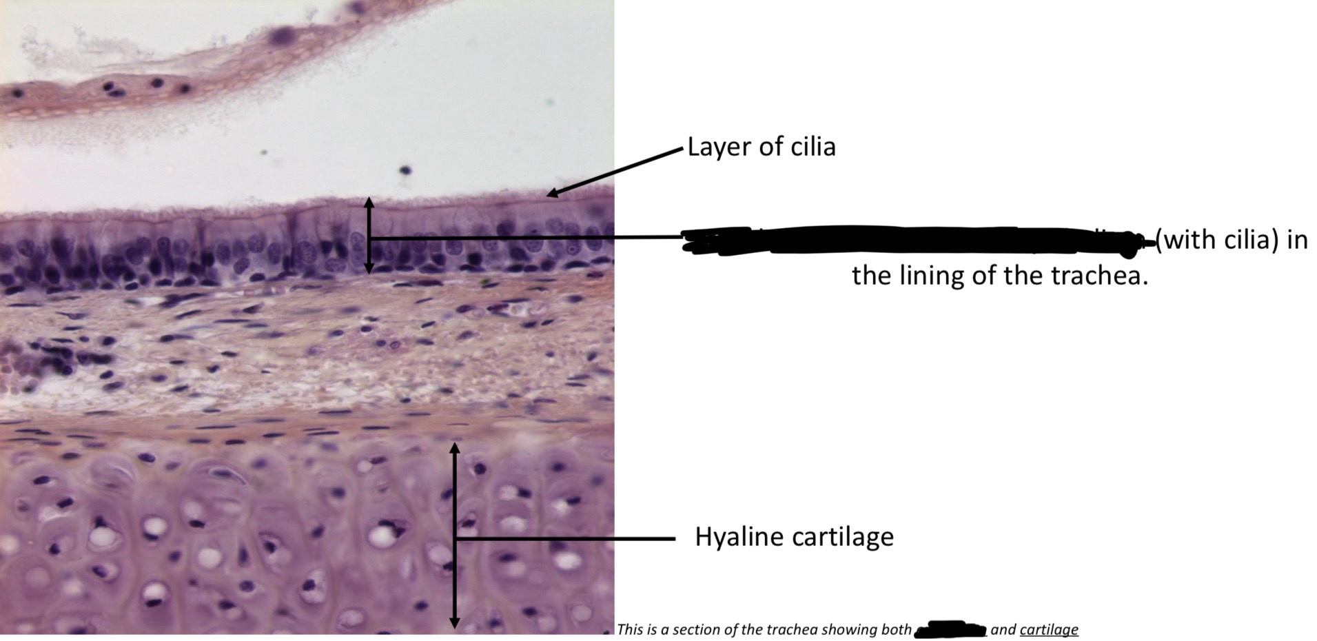 term image