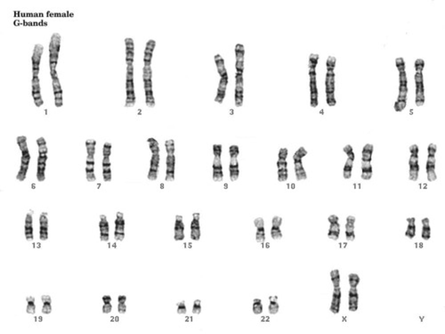 <p>DEFINITION</p><p>Has two x chromosomes</p>