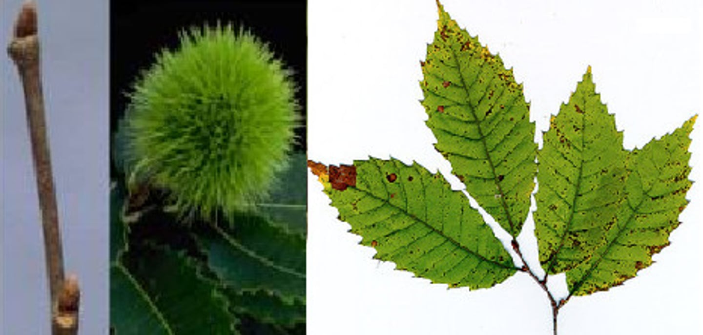 <p>A very rare, large deciduous tree with large, serrated pinnate leaves and characteristically spiky nuts.</p>