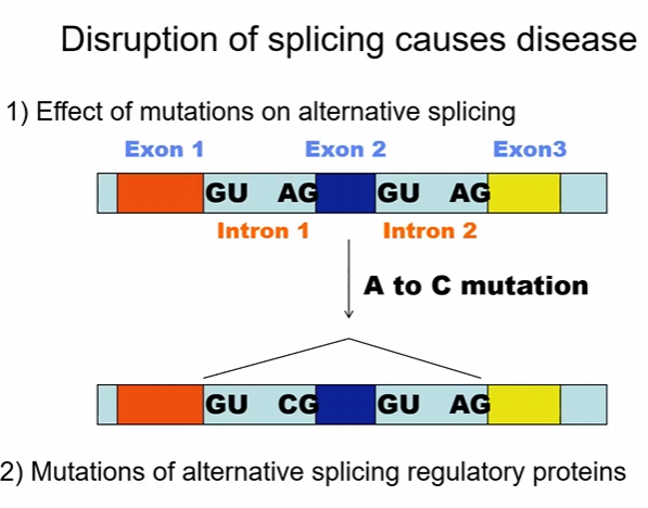 <p>Disruption of splicing causes disease</p><ul><li><p>effect of mutations on alternative splicing</p></li><li><p>mutations of alternative splicing regulatory proteins</p><p></p></li></ul><p>a) true </p><p>b) false</p>