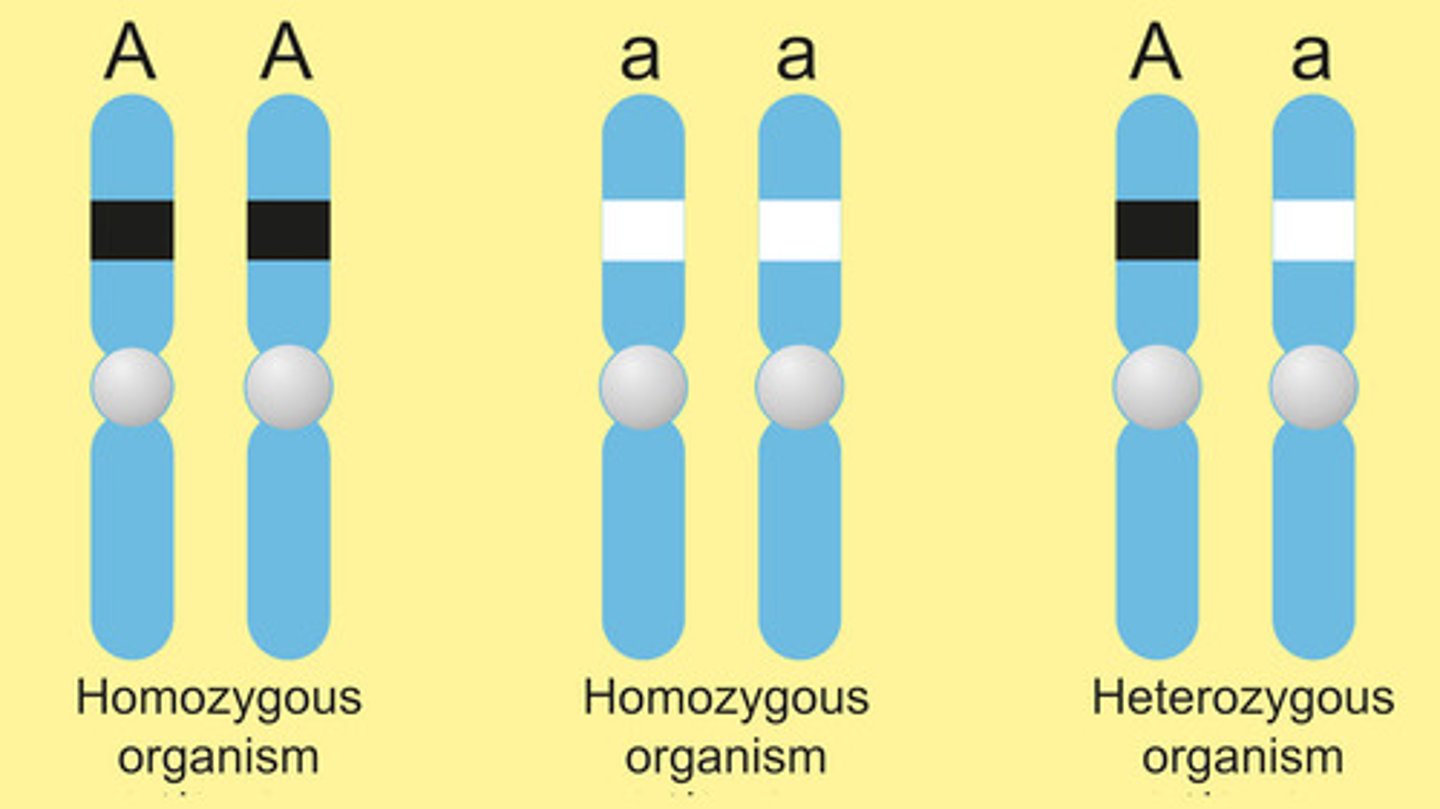 <p>loci (a specific location on a chromosome where a gene or genetic marker is found) on a pair of chromosomes that have identical alleles</p><p>loci on pair of chromosomes with different alleles</p>