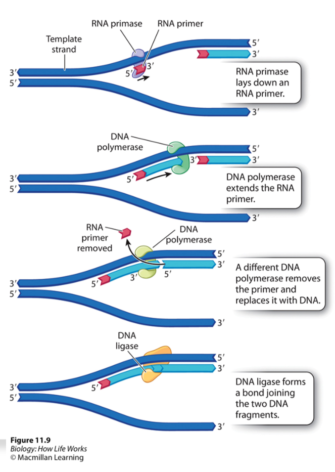 BSC 11a11b flashcards Flashcards Knowt