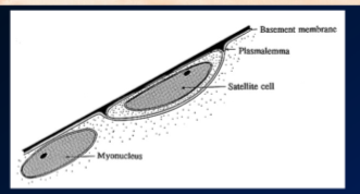 \-these are almost indistinguishable if we just look at muscle 

\-nuclei is completely under the plasmalemma; they are very cumerous (1000s per fibre)

\-but there is plasmalemma underneath the satellite cell too 

\-the basement membrane is the connective tissue that surrounds the whole muscle and contains these, but satellite cell is basically between basement membrane and sarcolemma 

* these are more rare (1-20 per muscle fibre)