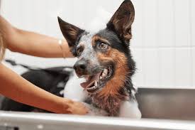 <p><strong>to clean an animal, often by brushing its fur:</strong></p><p><br></p>