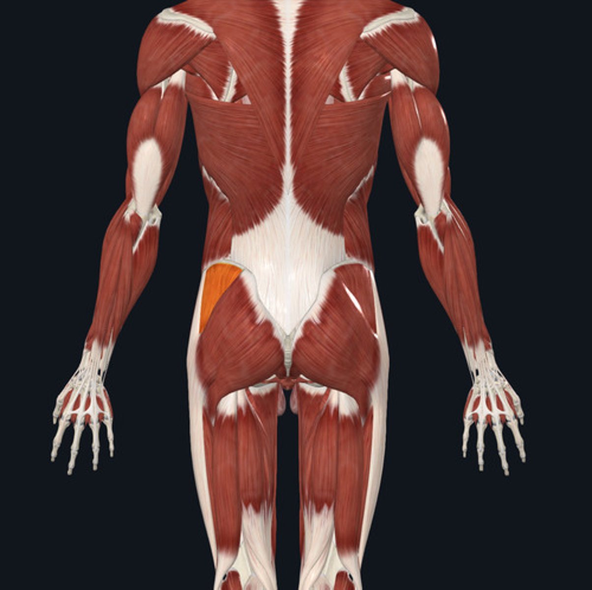 <ul><li><p><u>Origin:</u>&nbsp;Ilium</p></li><li><p><u>Insertion:</u>&nbsp;Femur</p></li><li><p><u>Action:</u>&nbsp;Hip abduction</p></li></ul><p></p>