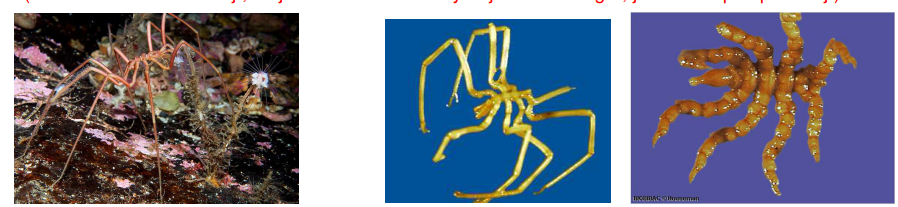 <p>- za p ředpokladu, že se jedná o sesterskou skupinu (ostatních) Chelicerata:</p><p> • proboscis; </p><p>• redukované opisthosoma (v tom p řípad ě homologie cheliphor = chelicera, parapalpus = pedipalpus). Možná však sesterská skupina všech ostatních členovc ů (n ěkteré studie nazna čují, že jmenované kon četiny nejsou homologní, jiné to naopak potvrzují)</p>