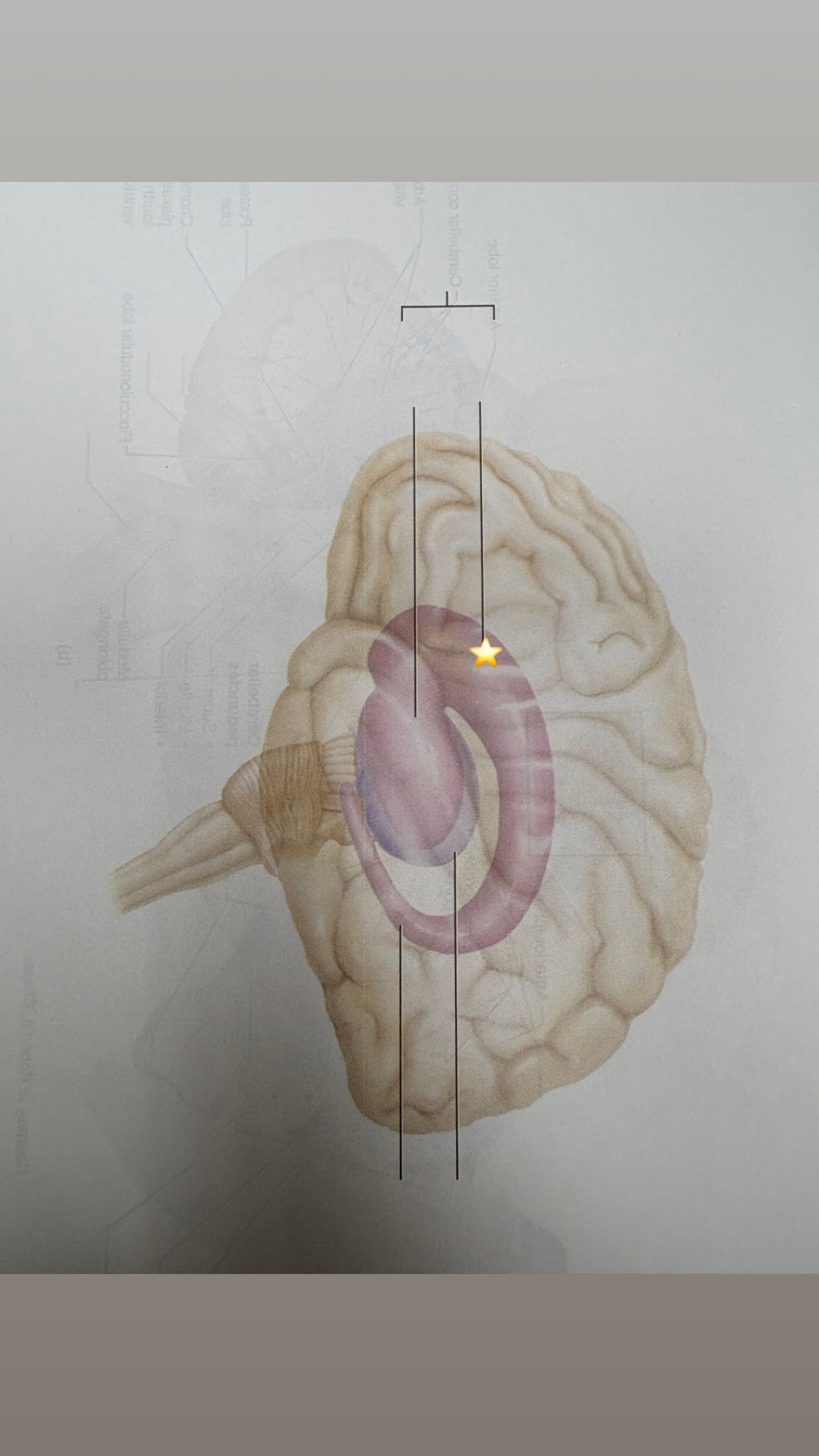 <p>name the starred structure</p>