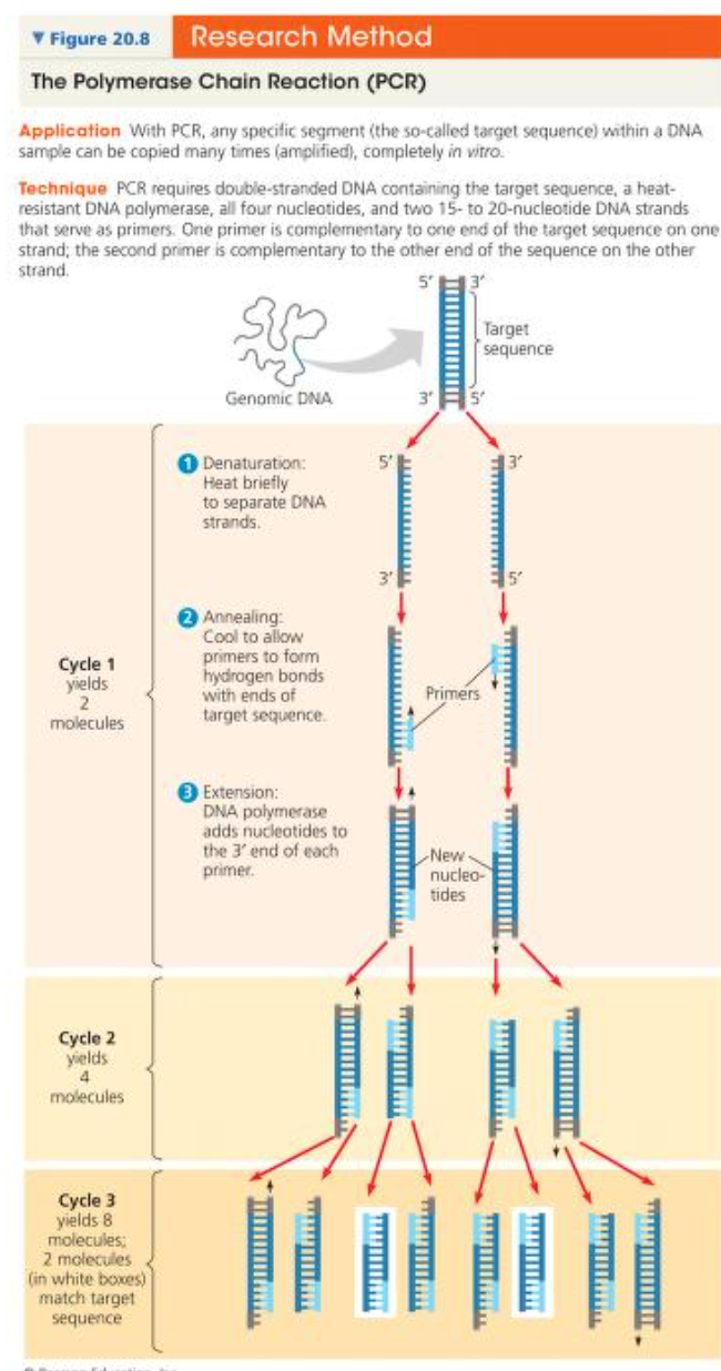 <p>Polymerase Chain Reaction (PCR)</p>