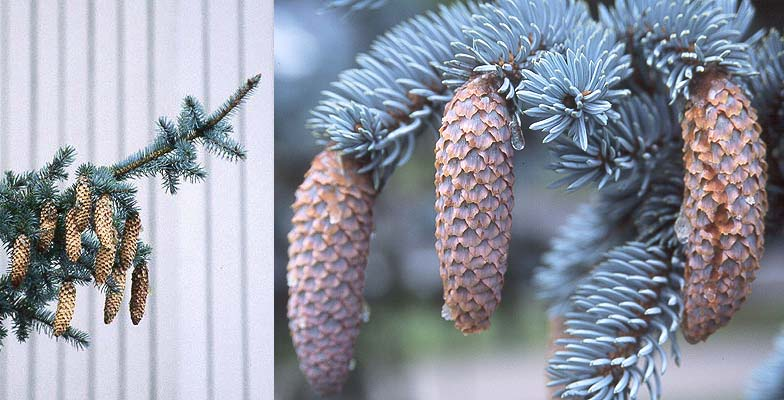<p>Common name: Blue spruce</p><p></p><p>Genus: Picea</p><p></p><p>Species: pungens</p><p></p><p>Family: Pinaceae</p>
