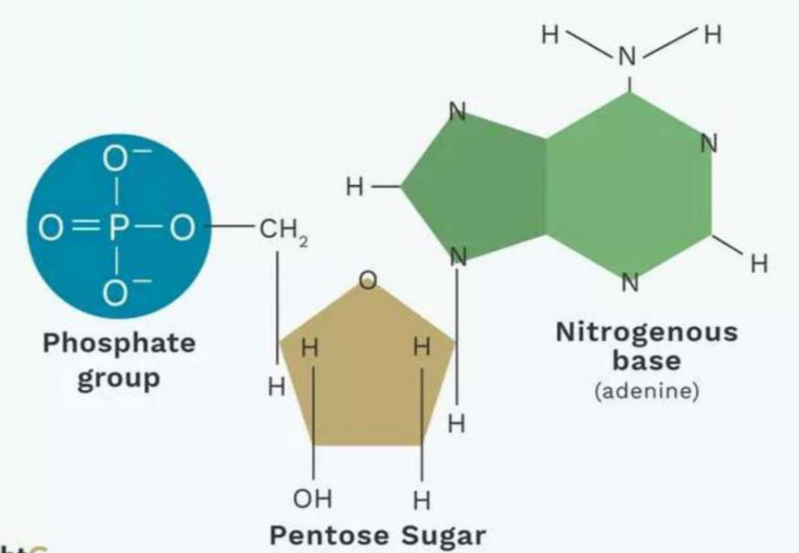 <p>Nucleotide</p>