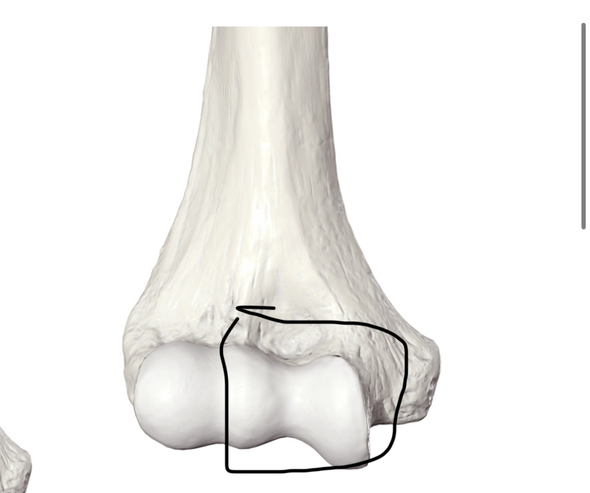 <p>Hoe heet dit botpunt?</p>