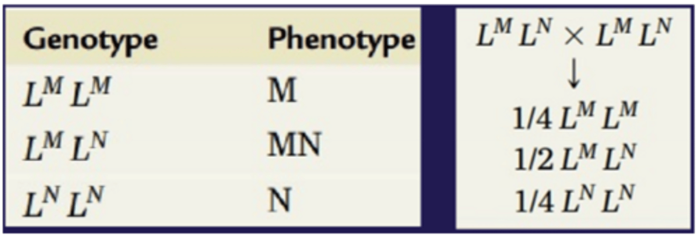 <p>interaktion mellem alleler</p><p>Heterozygoter udviser begge fænotyper (indenfor det samme locus)</p><p>Dette kender vi fra vores blodgruppe-system MN (to alleler; M og N)</p><p>Eksempel: har man to forældre, som begge er heterozygote for MN, så er det forventede udspaltningsforhold (fænotypeudfald) IKKE 3:1, som man normalt vil forvente ved 1-gens udspaltning, men det er i stedet forholdet 1:2:1</p>